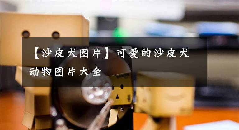 【沙皮犬图片】可爱的沙皮犬动物图片大全