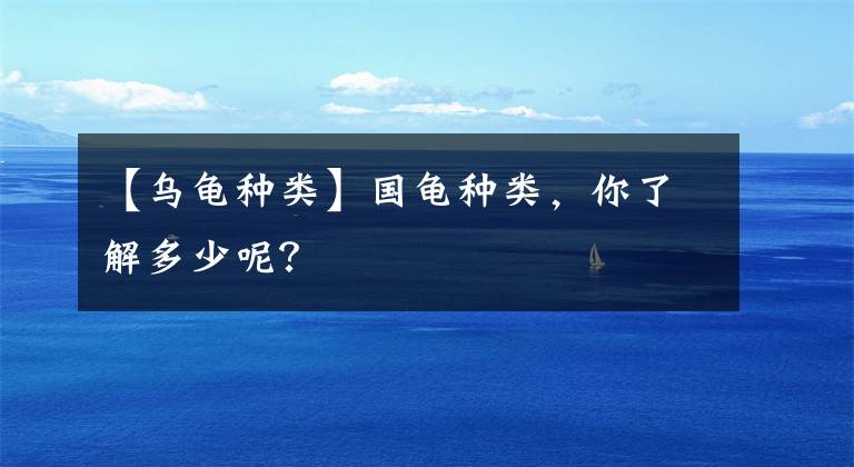 【乌龟种类】国龟种类，你了解多少呢？