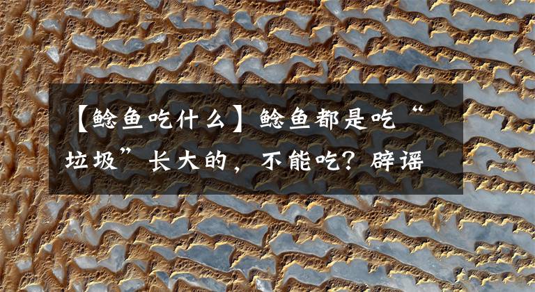 【鲶鱼吃什么】鲶鱼都是吃“垃圾”长大的，不能吃？辟谣：大家不要再冤枉鲶鱼了