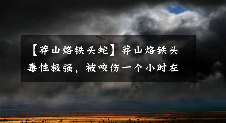【莽山烙铁头蛇】莽山烙铁头毒性极强，被咬伤一个小时左右丧命，为何还要保护它？