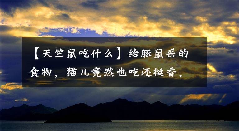 【天竺鼠吃什么】给豚鼠采的食物，猫儿竟然也吃还挺香，喵：荤的吃多了，吃点素的