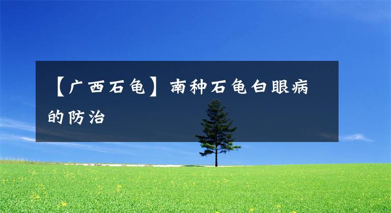 【广西石龟】南种石龟白眼病的防治