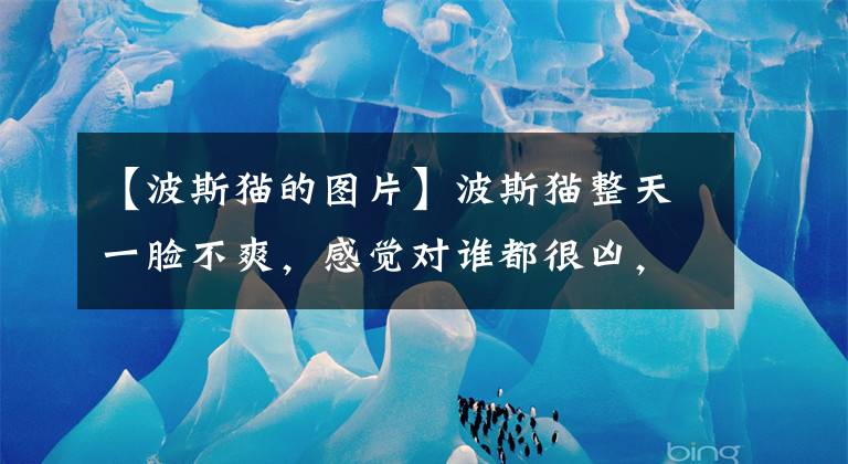 【波斯猫的图片】波斯猫整天一脸不爽,感觉对谁都很凶,主人却说这猫咪是开心果