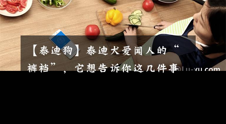 【泰迪狗】泰迪犬爱闻人的“裤裆”，它想告诉你这几件事