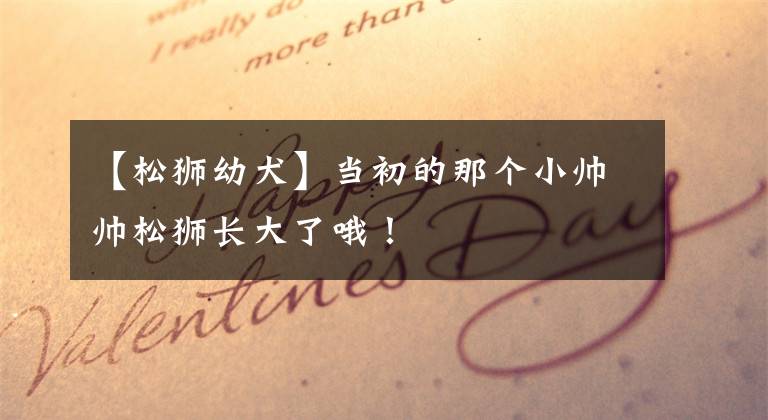 【松狮幼犬】当初的那个小帅帅松狮长大了哦！