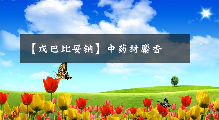 【戊巴比妥钠】中药材麝香