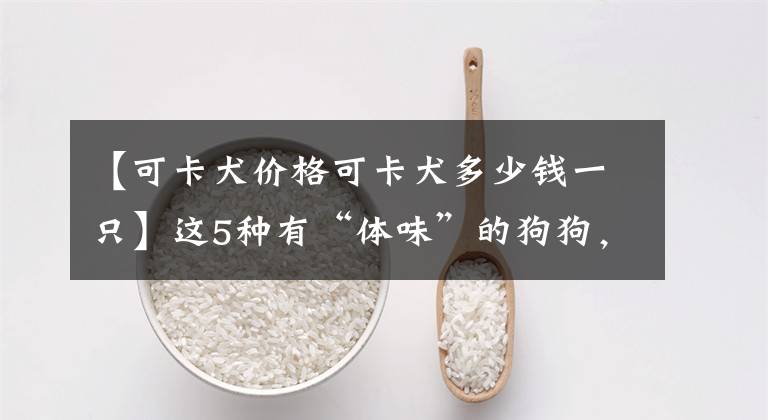 【可卡犬价格可卡犬多少钱一只】这5种有“体味”的狗狗,长得好看也没用