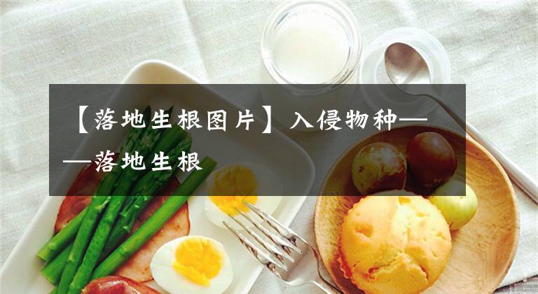 【落地生根图片】入侵物种——落地生根