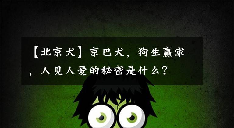 【北京犬】京巴犬，狗生赢家，人见人爱的秘密是什么？