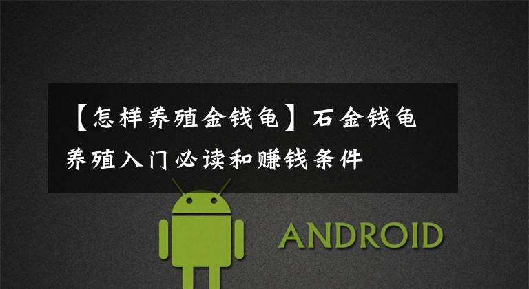 【怎样养殖金钱龟】石金钱龟养殖入门必读和赚钱条件