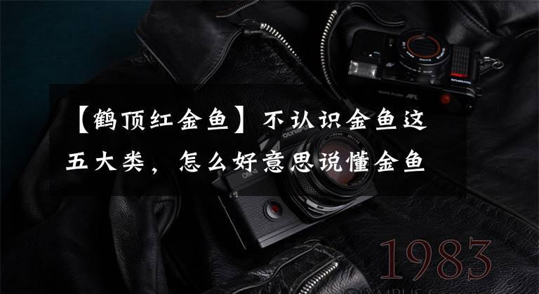 【鹤顶红金鱼】不认识金鱼这五大类,怎么好意思说懂金鱼