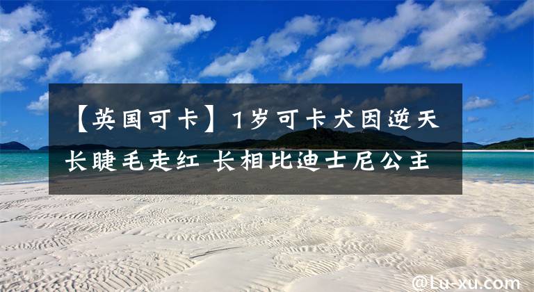 【英国可卡】1岁可卡犬因逆天长睫毛走红 长相比迪士尼公主还甜美