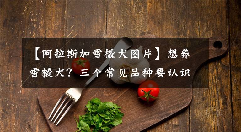 【阿拉斯加雪橇犬图片】想养雪橇犬?三个常见品种要认识 外形性格怎分辨?