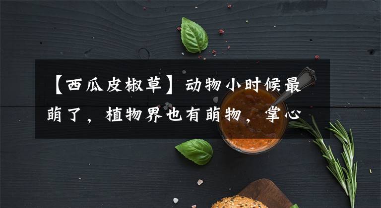 【西瓜皮椒草】动物小时候最萌了,植物界也有萌物,掌心上的盆栽:好小巧,可爱