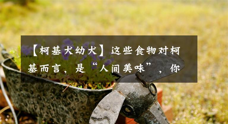 【柯基犬幼犬】这些食物对柯基而言,是“人间美味”,你却只喂过一半