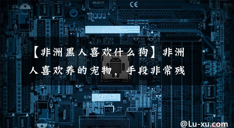 【非洲黑人喜欢什么狗】非洲人喜欢养的宠物，手段非常残忍的狗。