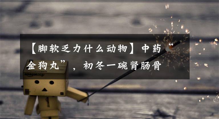 【脚软乏力什么动物】中药“金狗丸”，初冬一碗肾肠骨