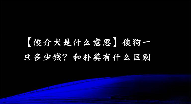 【俊介犬是什么意思】俊狗一只多少钱?和朴美有什么区别?