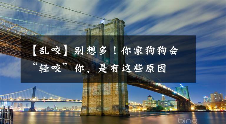 【乱咬】别想多!你家狗狗会“轻咬”你,是有这些原因
