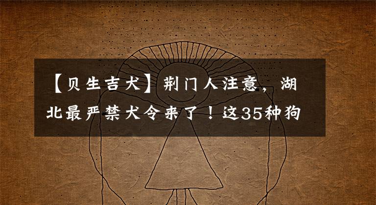 【贝生吉犬】荆门人注意，湖北最严禁犬令来了！这35种狗都在名单上
