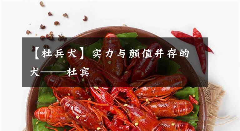 【杜兵犬】实力与颜值并存的犬——杜宾