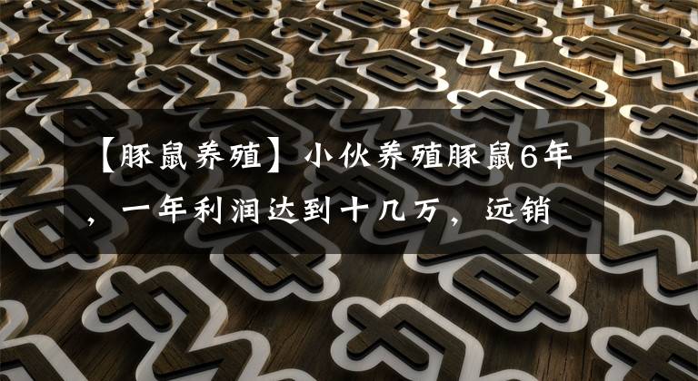 【豚鼠养殖】小伙养殖豚鼠6年，一年利润达到十几万，远销福建省内