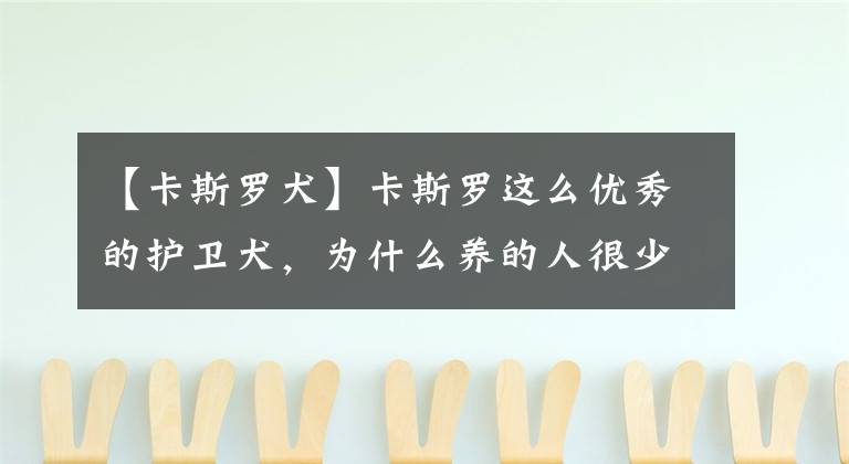 【卡斯罗犬】卡斯罗这么优秀的护卫犬,为什么养的人很少?