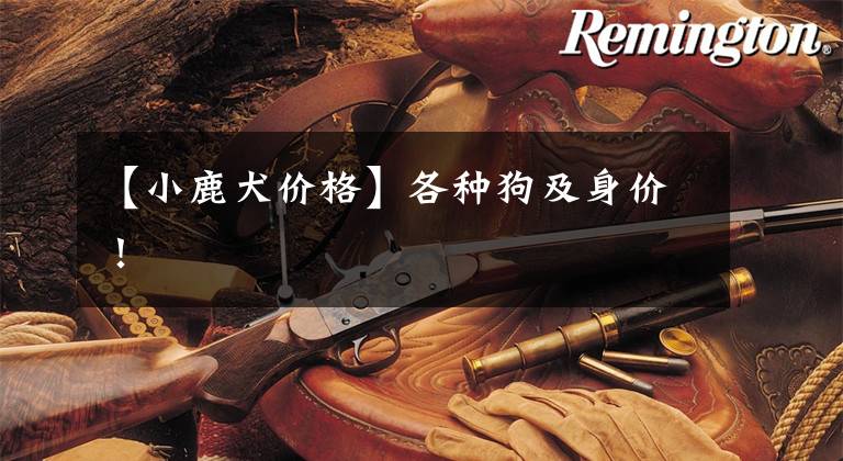 【小鹿犬价格】各种狗及身价！