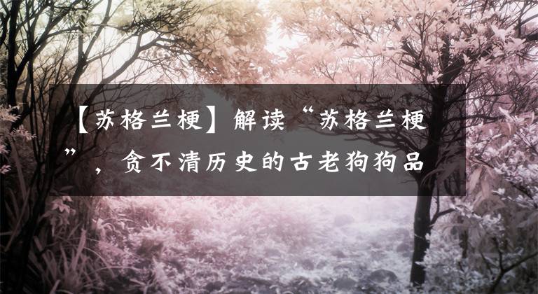 【苏格兰梗】解读“苏格兰梗”，贪不清历史的古老狗狗品种，娇小身躯天生神力