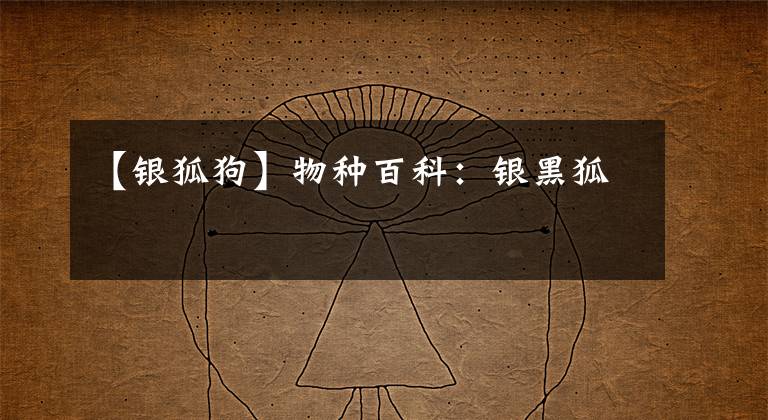 【银狐狗】物种百科：银黑狐