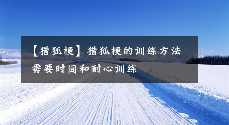 【猎狐梗】猎狐梗的训练方法 需要时间和耐心训练