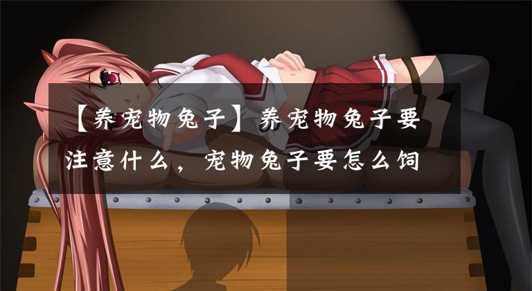 【养宠物兔子】养宠物兔子要注意什么，宠物兔子要怎么饲养