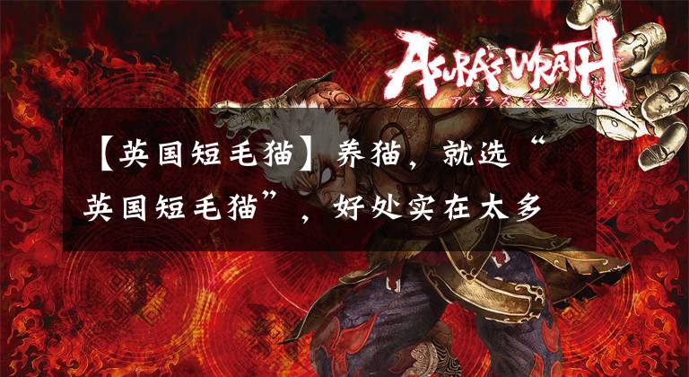 【英国短毛猫】养猫,就选“英国短毛猫”,好处实在太多了