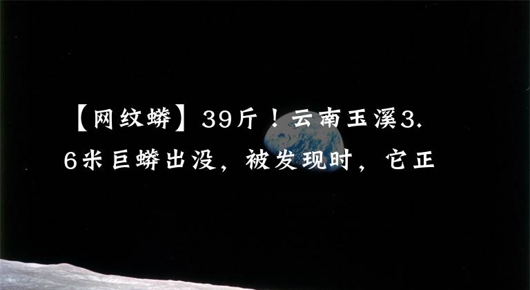 【网纹蟒】39斤！云南玉溪3.6米巨蟒出没，被发现时，它正在吞一只鸭子