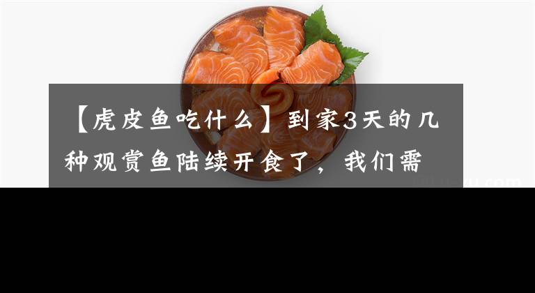 【虎皮鱼吃什么】到家3天的几种观赏鱼陆续开食了，我们需要注意哪些问题？
