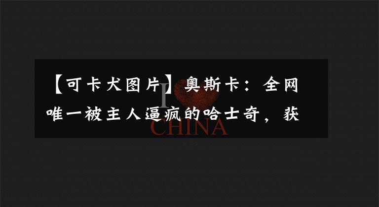 【可卡犬图片】奥斯卡:全网唯一被主人逼疯的哈士奇,获赞1亿,它究竟有多像人
