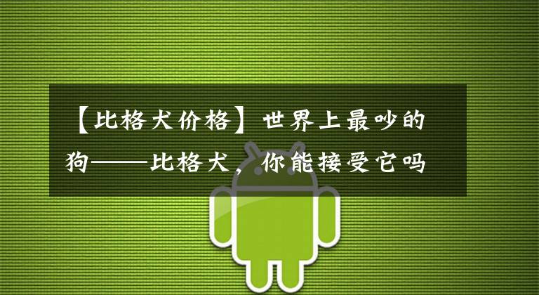 【比格犬价格】世界上最吵的狗——比格犬,你能接受它吗?