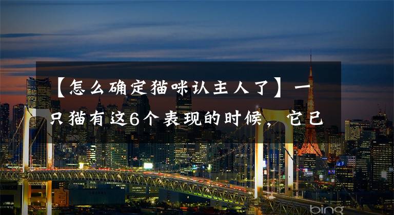 【怎么确定猫咪认主人了】一只猫有这6个表现的时候，它已经“离不开”你了