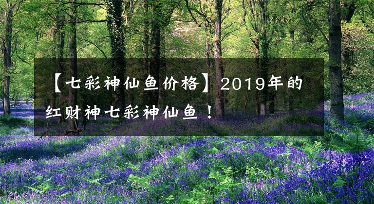 【七彩神仙鱼价格】2019年的红财神七彩神仙鱼！