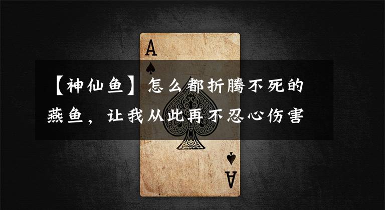 【神仙鱼】怎么都折腾不死的燕鱼,让我从此再不忍心伤害他们