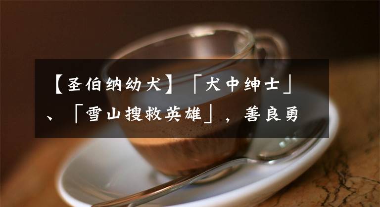 【圣伯纳幼犬】「犬中绅士」、「雪山搜救英雄」,善良勇敢的圣伯纳犬,是瑞士国宝级别的存在