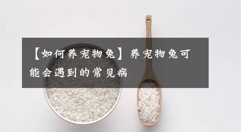 【如何养宠物兔】养宠物兔可能会遇到的常见病