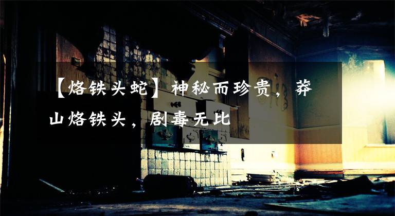 【烙铁头蛇】神秘而珍贵,莽山烙铁头,剧毒无比