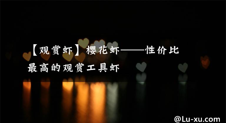 【观赏虾】樱花虾——性价比最高的观赏工具虾