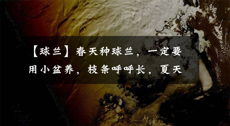 【球兰】春天种球兰,一定要用小盆养,枝条呼呼长,夏天花球爆开