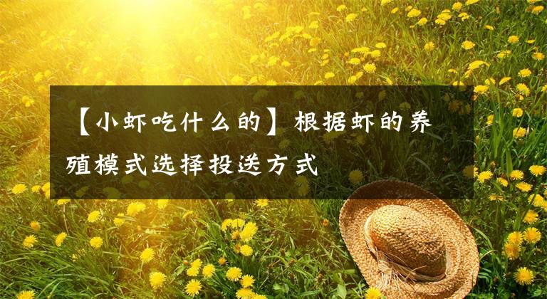 【小虾吃什么的】根据虾的养殖模式选择投送方式