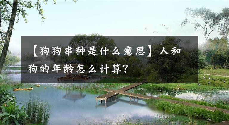 【狗狗串种是什么意思】人和狗的年龄怎么计算？