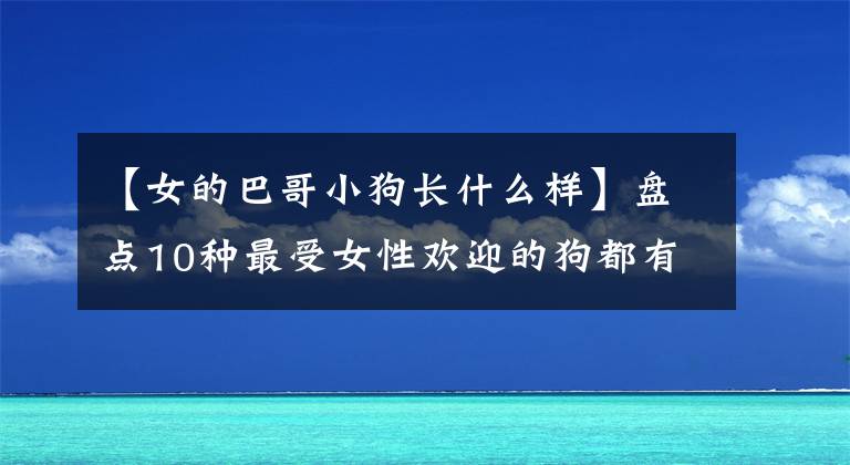 【女的巴哥小狗长什么样】盘点10种最受女性欢迎的狗都有共同的特征
