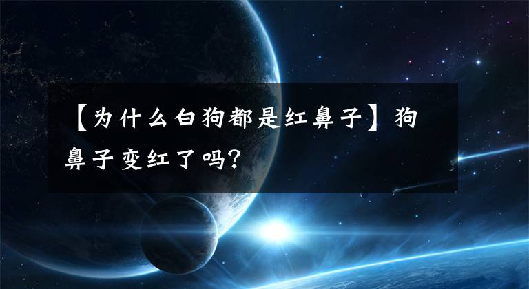 【为什么白狗都是红鼻子】狗鼻子变红了吗?