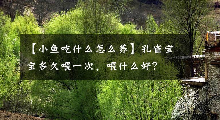 【小鱼吃什么怎么养】孔雀宝宝多久喂一次，喂什么好？